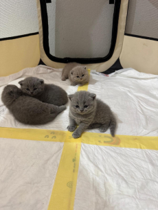 Britisch Kurzhaar Kitten (ZH Kloten)