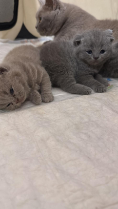 Britisch Kurzhaar Kitten (ZH Kloten)