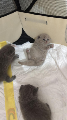 Britisch Kurzhaar Kitten (ZH Kloten)