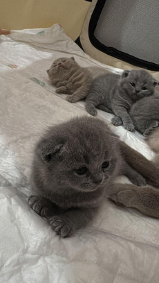 Britisch Kurzhaar Kitten (ZH Kloten)