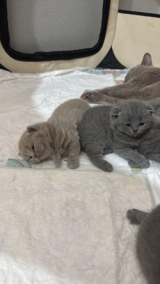 Britisch Kurzhaar Kitten (ZH Kloten)