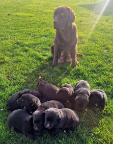 Labrador Mischlingswelpen
