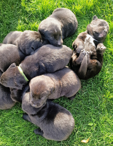 Labrador Mischlingswelpen
