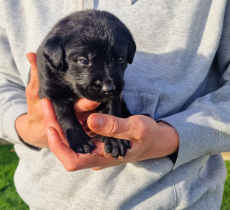 Labrador Mischlingswelpen