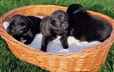 Labrador Mischlingswelpen