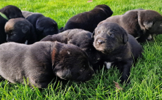 Labrador Mischlingswelpen