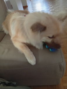 Mittelspitz zu Verkaufen