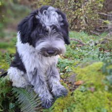 Schapendoes-Welpen (holl. Hirtenhund) suchen  ihr Traum-Zuhause