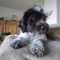 Schapendoes-Welpen (holl. Hirtenhund) suchen  ihr Traum-Zuhause