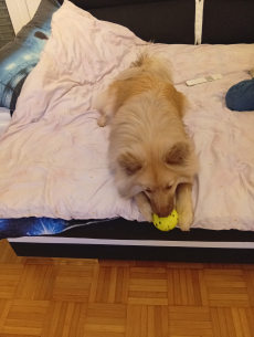 Mittelspitz zu Verkaufen