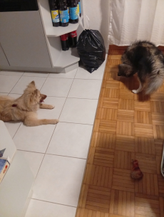 Mittelspitz zu Verkaufen