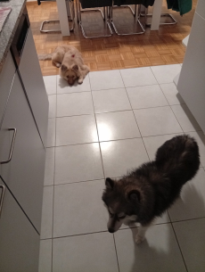 Mittelspitz zu Verkaufen