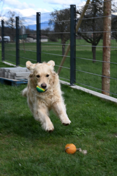 Golden Retriever Welpe