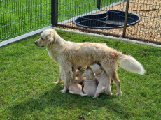 Golden Retriever Welpe