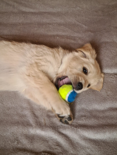 Golden Retriever Welpe