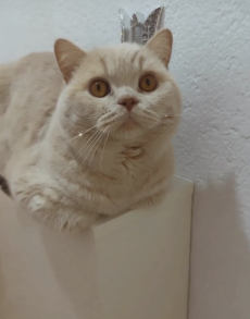BKH Deckkater – seltene Cremefarbe