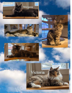 Wunderschöne Maine Coon Kitten mit herausragendem Stammbaum