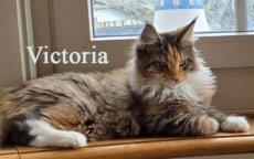 Wunderschöne Maine Coon Kitten mit herausragendem Stammbaum