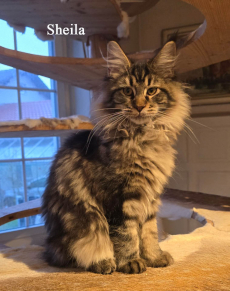 Wunderschöne Maine Coon Kitten mit herausragendem Stammbaum