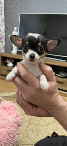 Chihuahua zwei welpen 
