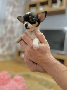 Chihuahua zwei welpen 