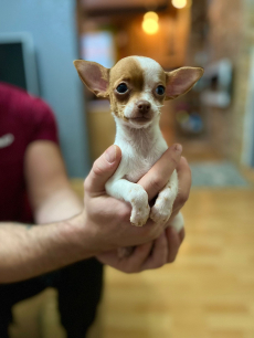 Chihuahua zwei welpen 