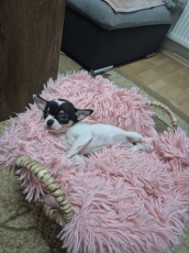 Chihuahua zwei welpen 