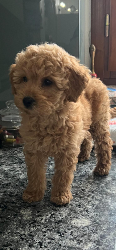 Verkaufe ein Toypudel weiblich 