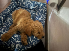 Verkaufe ein Toypudel weiblich 