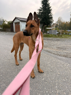 Belgische Mischlingshündin