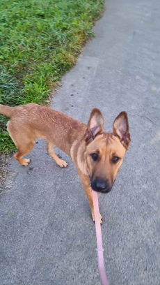 Belgische Mischlingshündin