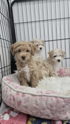 Maltipoo-Welpen suchen ein liebevolles Zuhause