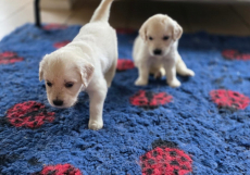 Wunderschöne Golden-Retriever-Welpen.