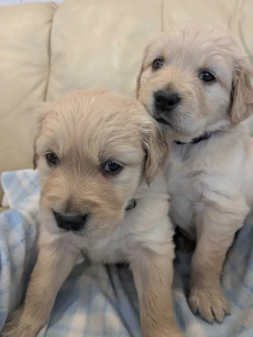 Wunderschöne Golden-Retriever-Welpen.