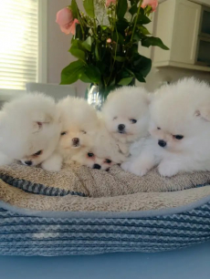 Wunderschöne Zwergspitz-Pomeranian-Welpen 