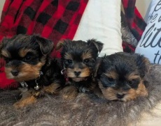 Yorkshire-Terrier-Welpen