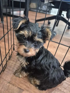 Yorkshire-Terrier-Welpen