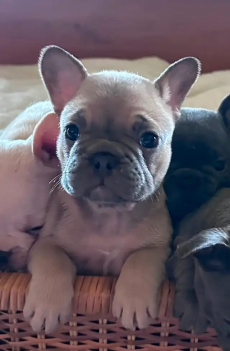 Französische Bulldoggenwelpen