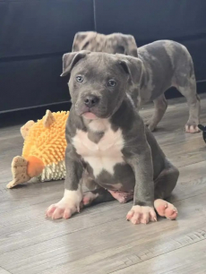 American Pitbull Terrier Welpen