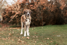 Fanny – sanfte Mastin Espanol Junghündin (9 Monate)