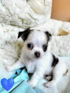 Chihuahua Welpen mit Schweizer Stammbaum SRZ