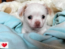 Chihuahua Welpen mit Schweizer Stammbaum SRZ