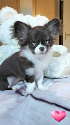 Chihuahua Welpen mit Schweizer Stammbaum SRZ