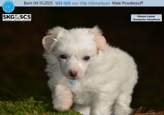 BEE GEE, BONNIE TYLER & BETTY LEGLER auf dem Weg zu dir?