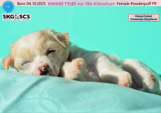 BEE GEE, BONNIE TYLER & BETTY LEGLER auf dem Weg zu dir?