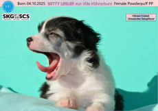 BEE GEE, BONNIE TYLER & BETTY LEGLER auf dem Weg zu dir?