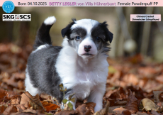 BEE GEE, BONNIE TYLER & BETTY LEGLER auf dem Weg zu dir?