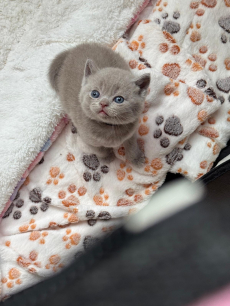 Reinrassiges BKH Kittens abzugeben