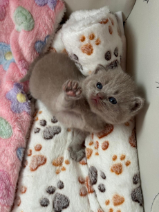 Reinrassiges BKH Kittens abzugeben