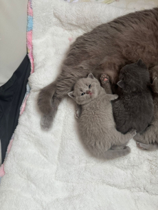 Reinrassiges BKH Kittens abzugeben